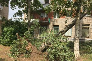 Небезразличные великолучане помогают убрать город после урагана (ФОТО)