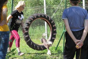В Великих Луках прошли спортивные соревнования среди собаководов (ФОТО)