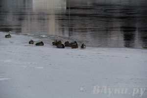 Зима. Начало