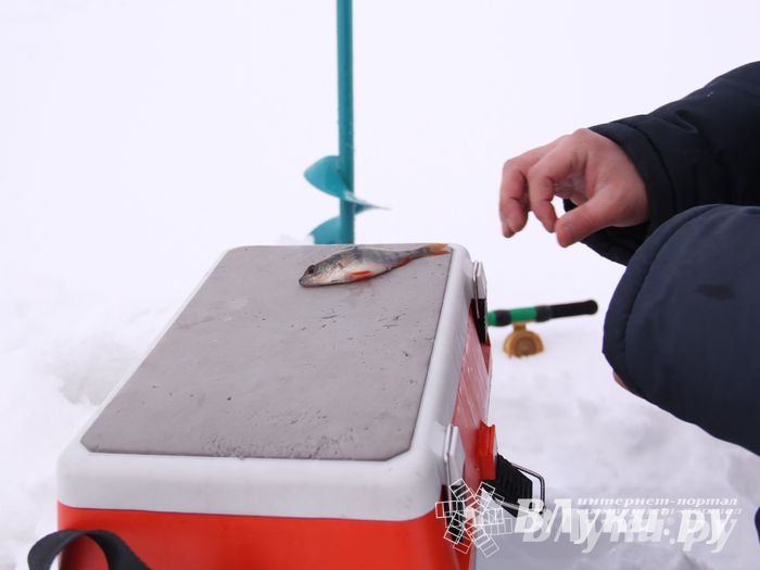 Подведены итоги Открытого чемпионата Великих Лук по рыболовному спорту (фото)