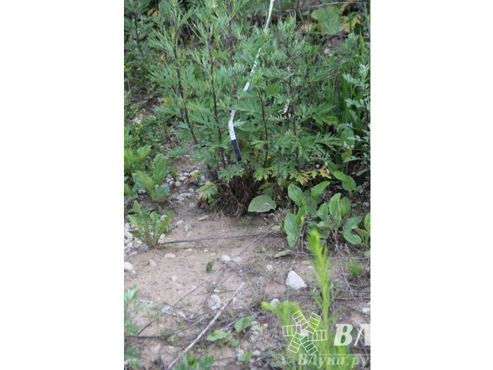 Второй спортивный полет