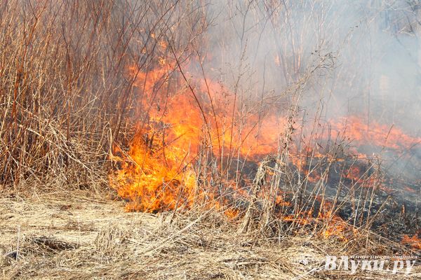 Вчера в Псковской области произошло 25 пожаров