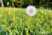 Прогноз погоды на 23 мая в Великих Луках