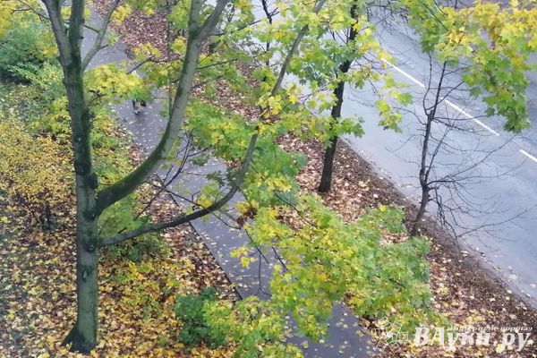 Прогноз погоды на 12 октября в Великих Луках