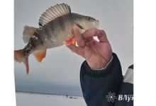 Псковско-Чудское озеро лидирует в объёмах добычи рыбы в России