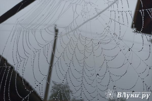 Сегодня в Великих Луках прогнозируют дождь