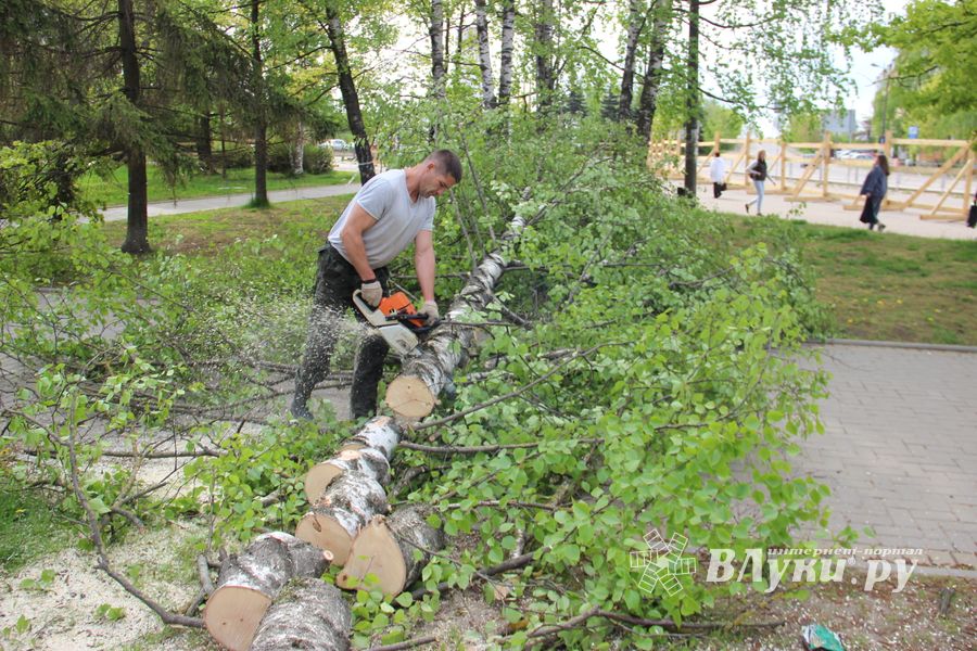 На площади Калинина убирают лишние деревья (ФОТО)