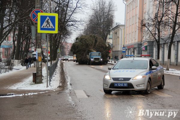 Ёлочка приехала! (ФОТО)