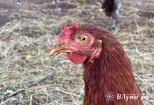 Великолукский район - лидер Псковской области по производству куриных яиц
