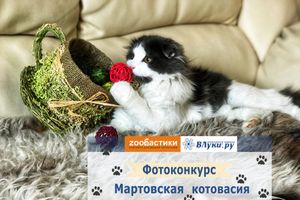 ВЛуки.ру и «Zooбастики» объявляют фотоконкурс «Мартовская котовасия» (0+)