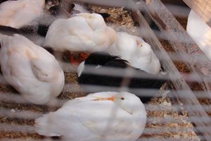 Торговая ярмарка «Осень-2016» прошла в Великих Луках (ФОТО)