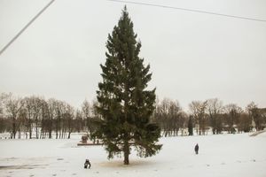 Ёлочка приехала! (ФОТО)