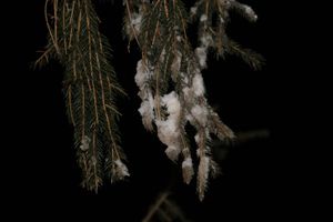 В Великие Луки приехала главная новогодняя ель (ФОТО)