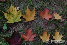 Прогноз погоды в Великих Луках на 8 октября