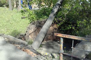 В Великих Луках дерево упало на провода (ФОТО)