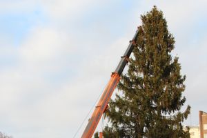 Сегодня в Великие Луки привезли главную новогоднюю ёлку (фото)