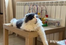 Теплый атлантический воздух продолжает поступать на Северо-Запад