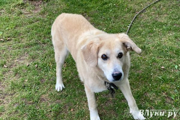 Соседская собака прокусила голову четырёхлетней девочке в Псковской области