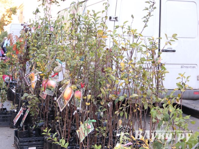 Торговая ярмарка «Осень-2016» прошла в Великих Луках (ФОТО)