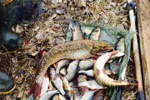 Фото предоставлено Северо-Западным территориальным Росрыболовством