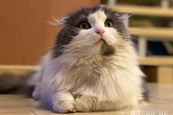 Прогноз погоды на 6 ноября в Великих Луках