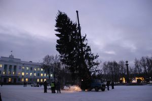 Новогодняя ёлочка приехала наконец в Великие Луки (ФОТО)