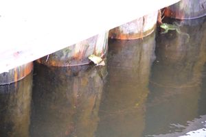 В Комендантском пруду установили сходни для лягушек (ФОТО)