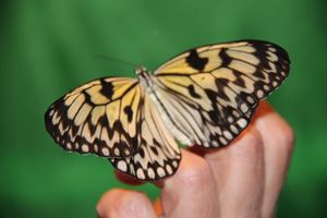 Выставка тропических бабочек в Великих Луках