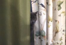 Как отучить кошку портить мебель