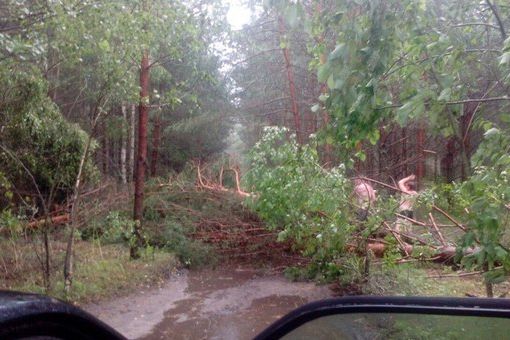Ураган в Псковской области валил деревья и срывал крыши (ФОТО)