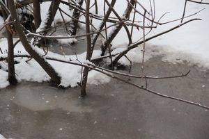 Губернатору Псковской области предлагают вырубить деревья у дорог и отдать их людям (ФОТО)
