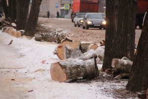 Одни ещё обрезают, а другие уже жалуются губернатору (ФОТО)