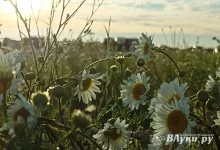 Откуда в Великолукском районе появились ромашковые поля, рассказал их владелец