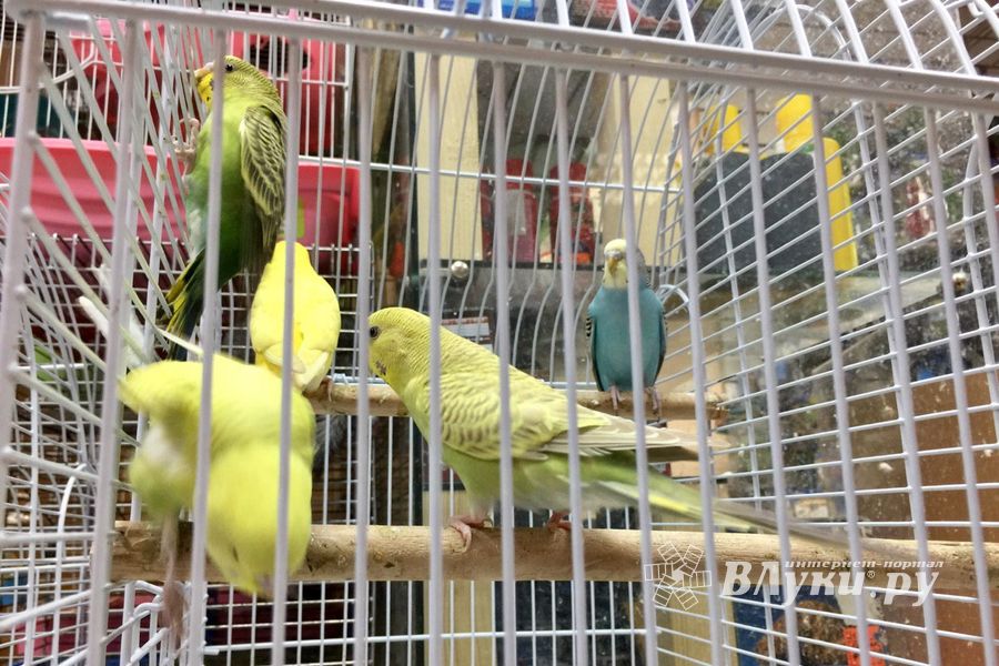 «Zooбастики»: подарите праздник своим любимцам! (ФОТО+ВИДЕО)