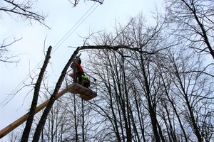 На проспекте Гагарина идет формовка деревьев (ФОТО)