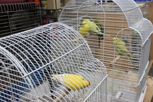 «Zooбастики»: подарите праздник своим любимцам! (ФОТО+ВИДЕО)