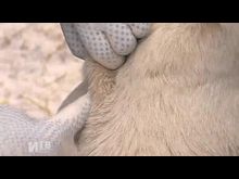 Импульс-ТВ: Чипирование приютских собак