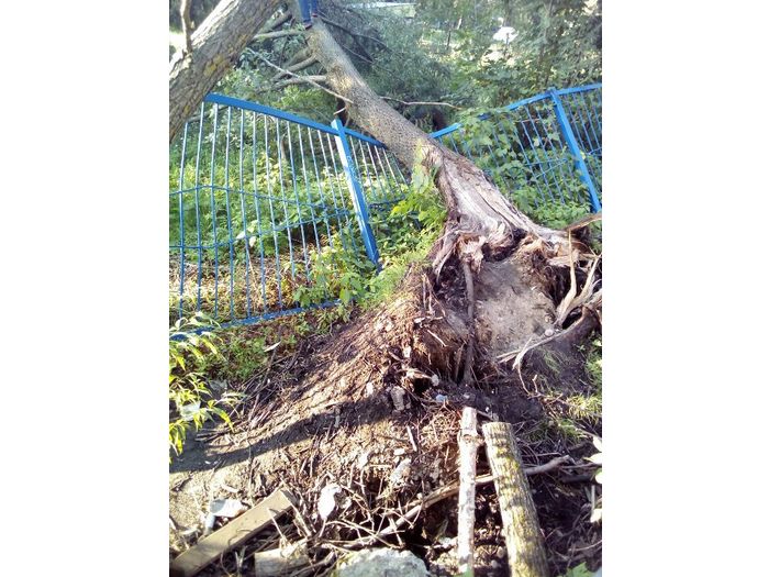 В Великих Луках дерево упало на забор садика (ФОТО)
