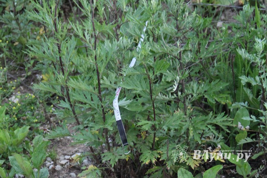 Второй спортивный полет