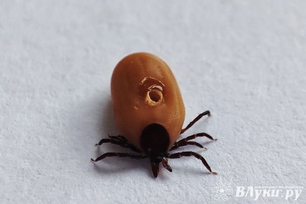 Зараженный гранулоцитарным анаплазмозом клещ выявлен в Великих Луках