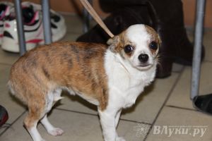 Всероссийская выставка собак в Великих Луках (фото)