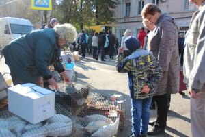 В Великих Луках прошла универсальная осенняя ярмарка (ФОТО)