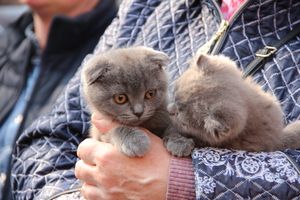 СТЦ «СтройСам» порадовал великолучан на универсальной ярмарке «Весна-2018» (ФОТО)