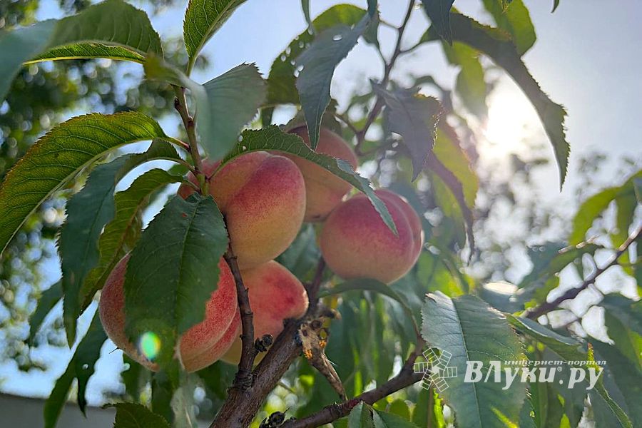 ВЛуки.ру