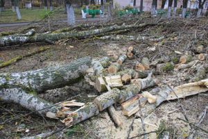 Возле железнодорожной больницы облагораживают сквер (ФОТО)