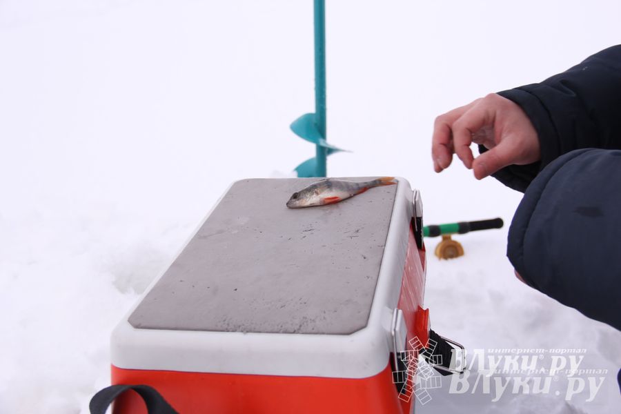 Подведены итоги Открытого чемпионата Великих Лук по рыболовному спорту (фото)