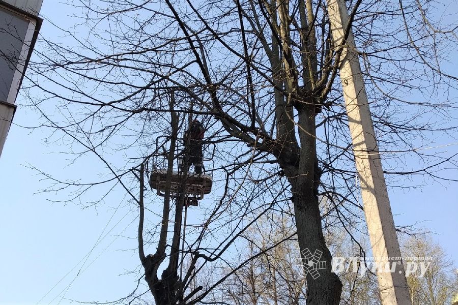 На Пионерской пилят деревья (ФОТО)