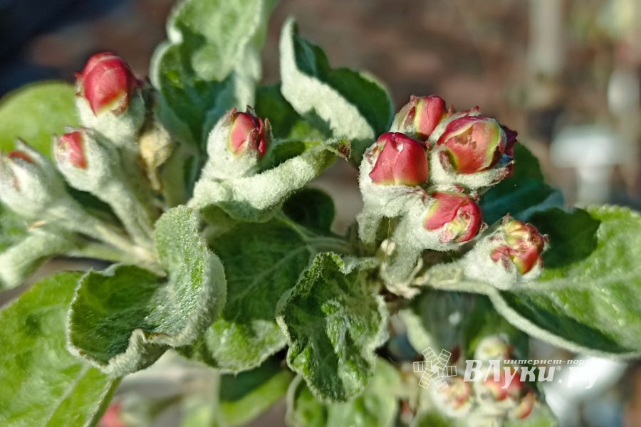 ©ВЛуки.ру/Ирина Ловчая