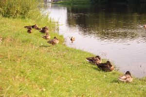В Великих Луках прошёл Рыболовный фестиваль (ФОТО)