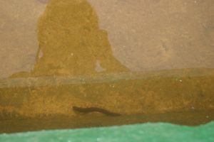 В фонтанах Великих Лук пиявки